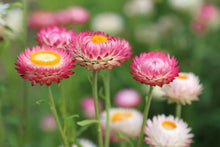 Laden Sie das Bild in den Galerie-Viewer, Fototapete Blumen des Frühlings