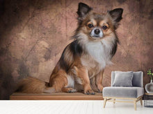 Laden Sie das Bild in den Galerie-Viewer, Fototapete Chihuahua Portrait