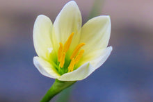 Laden Sie das Bild in den Galerie-Viewer, Fototapete Close up gelbe Blüte