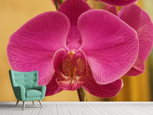 Laden Sie das Bild in den Galerie-Viewer, Fototapete Close up Orchidee in pink