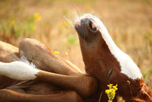 Laden Sie das Bild in den Galerie-Viewer, Fototapete Das schlafende Pferd