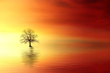 Laden Sie das Bild in den Galerie-Viewer, Fototapete Der Baum im Wasser