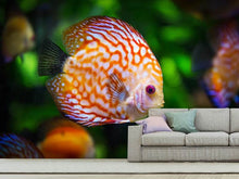 Laden Sie das Bild in den Galerie-Viewer, Fototapete Der Diskus Fisch