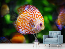 Laden Sie das Bild in den Galerie-Viewer, Fototapete Der Diskus Fisch