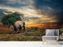 Laden Sie das Bild in den Galerie-Viewer, Fototapete Der Elefant im Sonnenuntergang