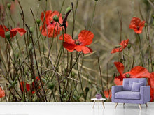 Laden Sie das Bild in den Galerie-Viewer, Fototapete Der Klatschmohn in der Natur