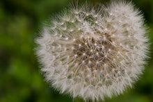 Laden Sie das Bild in den Galerie-Viewer, Fototapete Der Löwenzahn in der Natur