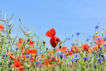 Laden Sie das Bild in den Galerie-Viewer, Fototapete Der Mohn in der Blumenwiese