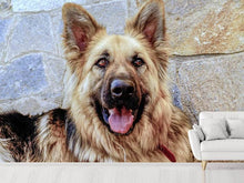 Laden Sie das Bild in den Galerie-Viewer, Fototapete Der Schäferhund