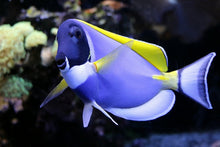 Laden Sie das Bild in den Galerie-Viewer, Fototapete Der Weisskehl Doktorfisch