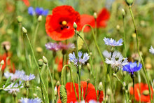Laden Sie das Bild in den Galerie-Viewer, Fototapete Der wilde Mohn XL