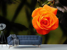 Laden Sie das Bild in den Galerie-Viewer, Fototapete Die Blüte der Rose