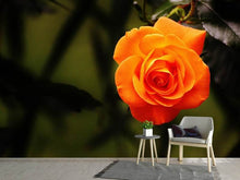 Laden Sie das Bild in den Galerie-Viewer, Fototapete Die Blüte der Rose
