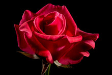 Laden Sie das Bild in den Galerie-Viewer, Fototapete Die Blume der Liebe