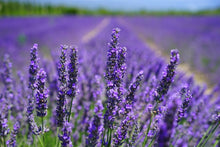 Laden Sie das Bild in den Galerie-Viewer, Fototapete Die Lavendelblüten