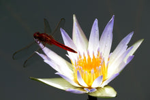 Laden Sie das Bild in den Galerie-Viewer, Fototapete Die Libelle auf der Blüte
