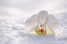 Laden Sie das Bild in den Galerie-Viewer, Fototapete Die Orchideen Blüte