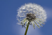 Laden Sie das Bild in den Galerie-Viewer, Fototapete Die Pusteblume in XXL
