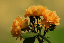 Laden Sie das Bild in den Galerie-Viewer, Fototapete Die Rosen in der Natur