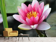 Laden Sie das Bild in den Galerie-Viewer, Fototapete Die Seerose in pink