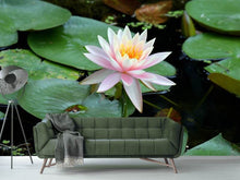 Laden Sie das Bild in den Galerie-Viewer, Fototapete Die stolze Seerose