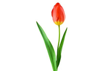 Laden Sie das Bild in den Galerie-Viewer, Fototapete Die stolze Tulpe