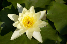 Laden Sie das Bild in den Galerie-Viewer, Fototapete Die Wasserlilie in gelb