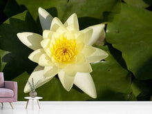 Laden Sie das Bild in den Galerie-Viewer, Fototapete Die Wasserlilie in gelb