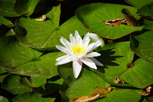 Laden Sie das Bild in den Galerie-Viewer, Fototapete Die weisse Seerose