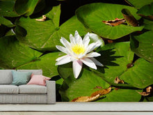 Laden Sie das Bild in den Galerie-Viewer, Fototapete Die weisse Seerose