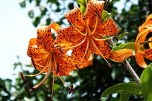Laden Sie das Bild in den Galerie-Viewer, Fototapete Die wilden Tiger-Lilien