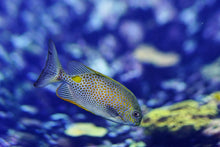 Laden Sie das Bild in den Galerie-Viewer, Fototapete Ein Fisch im Aquarium