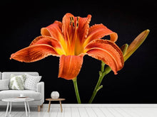 Laden Sie das Bild in den Galerie-Viewer, Fototapete Eine Lilien Blüte in orange