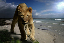 Laden Sie das Bild in den Galerie-Viewer, Fototapete Eine Löwin am Strand