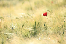 Laden Sie das Bild in den Galerie-Viewer, Fototapete Eine Mohnblume