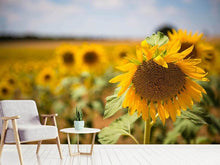 Laden Sie das Bild in den Galerie-Viewer, Fototapete Eine Sonnenblume im Feld