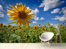 Laden Sie das Bild in den Galerie-Viewer, Fototapete Eine Sonnenblume unter vielen
