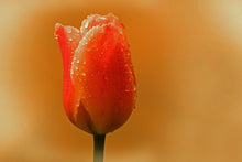 Laden Sie das Bild in den Galerie-Viewer, Fototapete Eine Tulpe im Morgentau