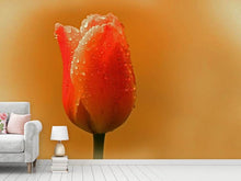 Laden Sie das Bild in den Galerie-Viewer, Fototapete Eine Tulpe im Morgentau