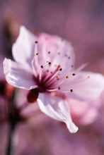 Laden Sie das Bild in den Galerie-Viewer, Fototapete Entzückende Kirschblüte