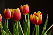 Laden Sie das Bild in den Galerie-Viewer, Fototapete Farbenfrohe Tulpen