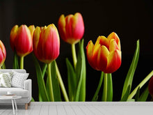 Laden Sie das Bild in den Galerie-Viewer, Fototapete Farbenfrohe Tulpen