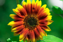 Laden Sie das Bild in den Galerie-Viewer, Fototapete Farbenprächtige Sonnenblume