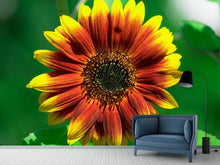 Laden Sie das Bild in den Galerie-Viewer, Fototapete Farbenprächtige Sonnenblume