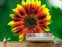 Laden Sie das Bild in den Galerie-Viewer, Fototapete Farbenprächtige Sonnenblume
