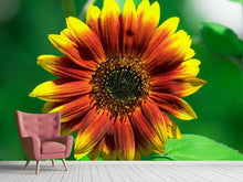 Laden Sie das Bild in den Galerie-Viewer, Fototapete Farbenprächtige Sonnenblume