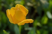 Laden Sie das Bild in den Galerie-Viewer, Fototapete Gelbe Tulpe XL