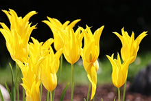 Laden Sie das Bild in den Galerie-Viewer, Fototapete Gelbe Tulpen in der Natur