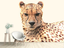 Laden Sie das Bild in den Galerie-Viewer, Fototapete Gepard in der Sonne