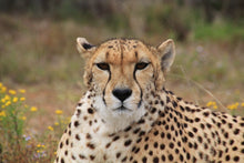 Laden Sie das Bild in den Galerie-Viewer, Fototapete Gepard XL